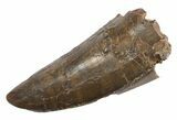 Serrated, Fossil Tyrannosaurus (Trex) Tooth - Wyoming #299746-1